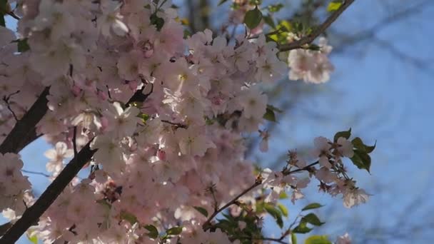 Flores brancas florescendo na primavera . — Vídeo de Stock