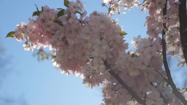 Witte bloemen bloeien in de lente. — Stockvideo