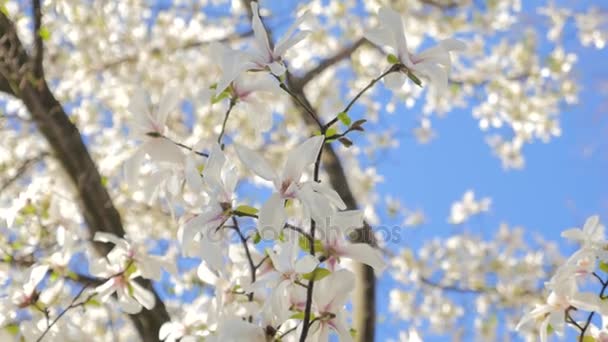 Witte bloemen bloeien in de lente — Stockvideo