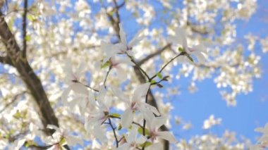 Beyaz çiçekler ilkbaharda çiçek açan