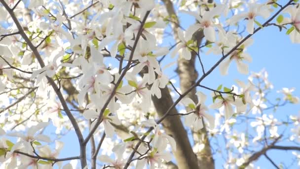 Witte bloemen bloeien in de lente — Stockvideo