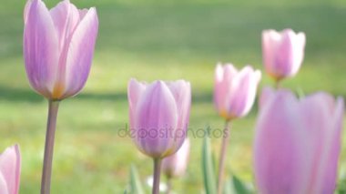 Baharda çiçek açan Lale çiçek