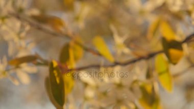 Güzel meyve ağacının baharda seyir büyük