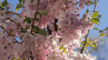 Pembe çiçekler ilkbaharda çiçek açan. 