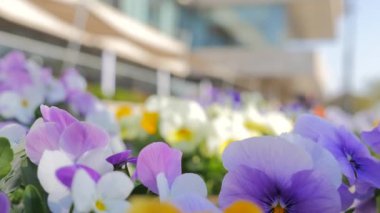 Farklı renkteki birçok hanım evlatları ile flowerbed.