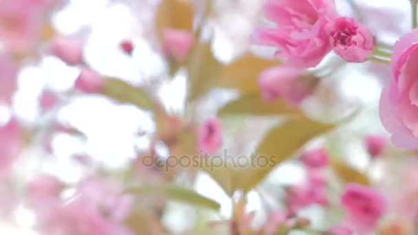 Sakura tavaszi virágok — Stock videók