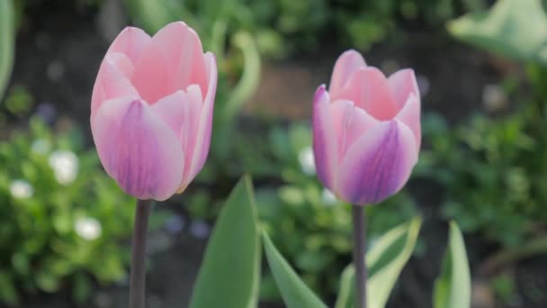 Tulipán virágok tavasszal virágzó — Stock videók