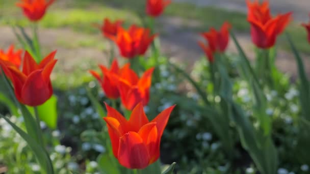 Flores de tulipán floreciendo en primavera — Vídeo de stock