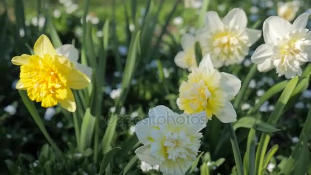 Kleurrijke tuin met Narcissus — Stockvideo