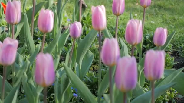 Flores de tulipán floreciendo en primavera — Vídeo de stock