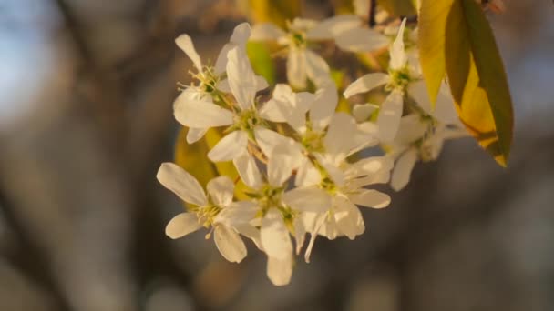 Hermoso árbol frutal de gran aspecto en primavera — Vídeos de Stock