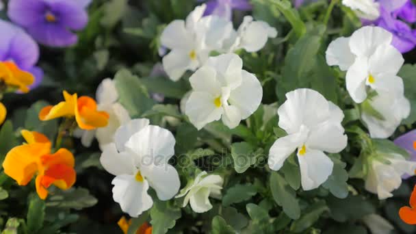 Flowerbed with many pansies of different colour. — Stock Video