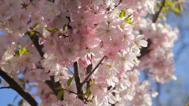 Roze bloemen die bloeien in de lente. — Stockvideo