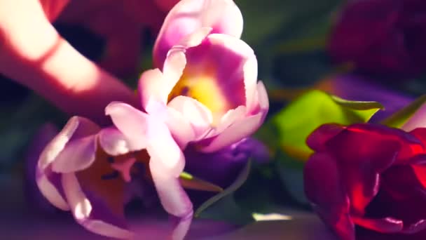 Close-up van een boeket van tulpen op een lichte achtergrond. — Stockvideo