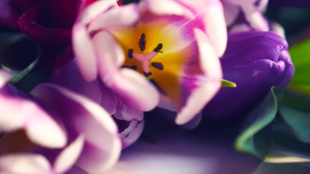 Gros plan d'un bouquet de tulipes sur fond clair .