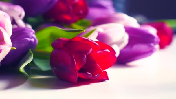 Close-up of a bouquet of tulips on a light background. — Stock Video