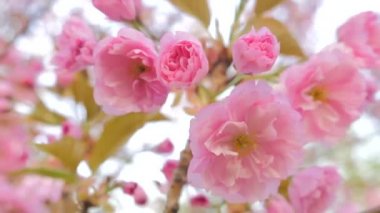 Sakura bahar çiçekleri. Bahar çiçeği arka plan