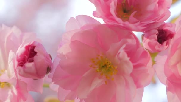 Sakura tavaszi virágok. Tavaszi virág háttér