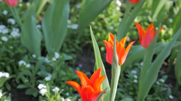 fleurs de tulipes fleurissant au printemps .