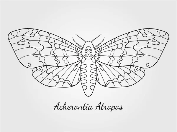 Hand getekende hawk moth silhouet — Stockvector