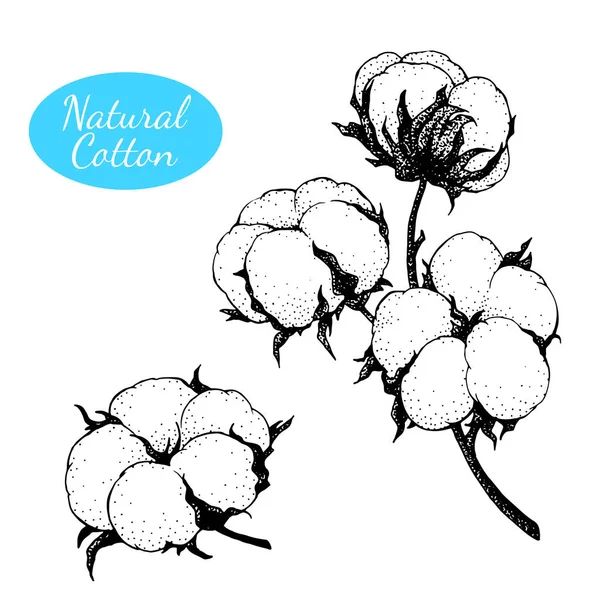 手描き綿植物のベクトルを設定します。花と枝. — ストックベクタ