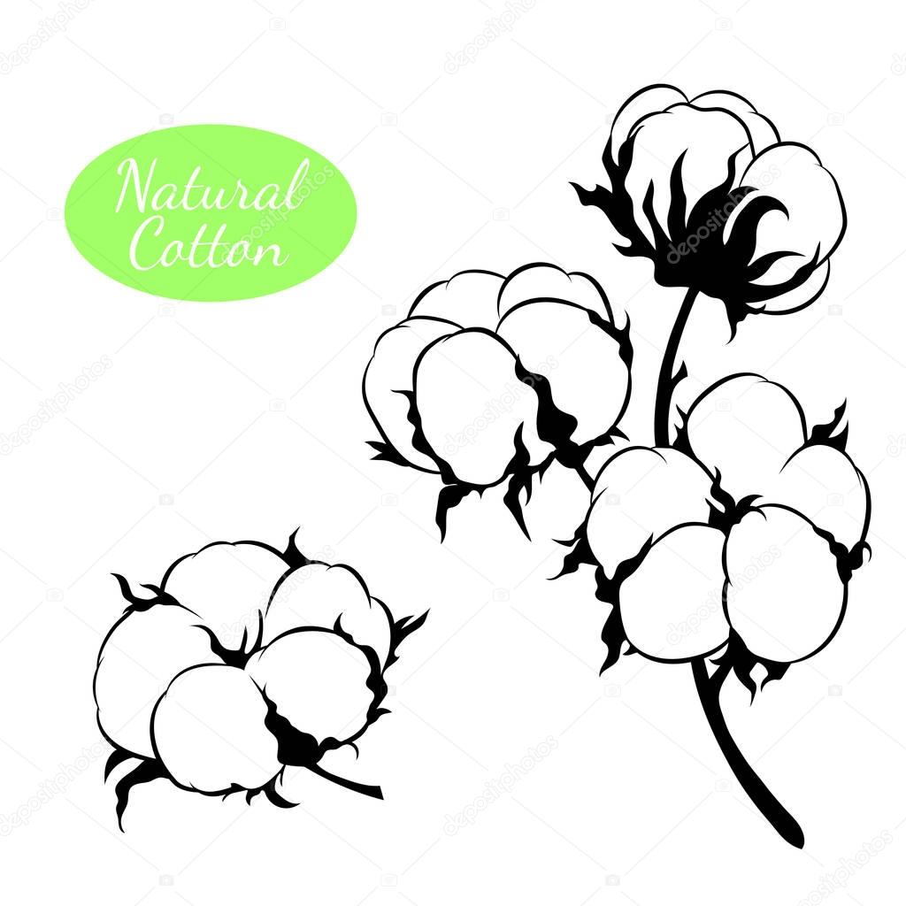 Black and white vector cotton flowers. Can be used as decor ellement for a rustic wedding, greeting cards, textile or prints.