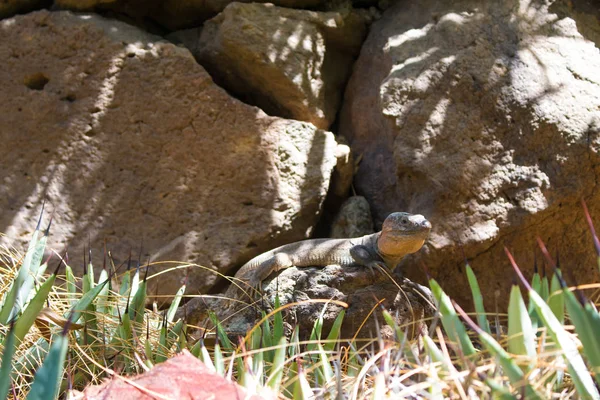 Pâturage du faon de Blackbuck — Photo