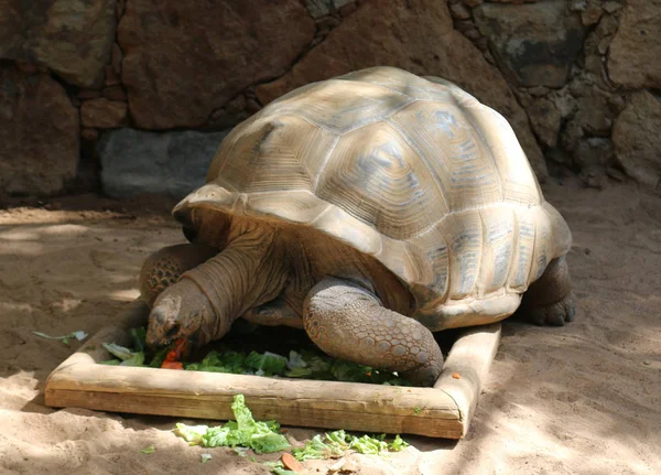 Grappig Zoek schildpadden — Stockfoto