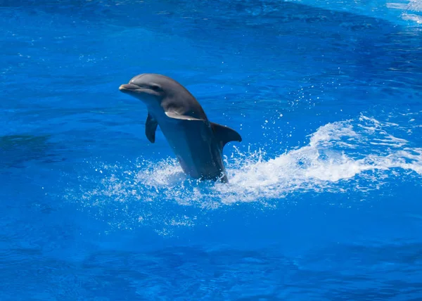 Dolphins swim in the pool — Stock Photo, Image