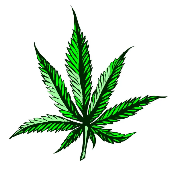 Hoja de cannabis verde sobre fondo blanco vector — Vector de stock