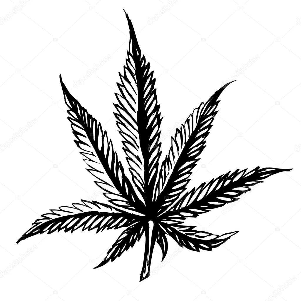Marijuana leaf. Hand drawn isolated illustrations on watercolor background.