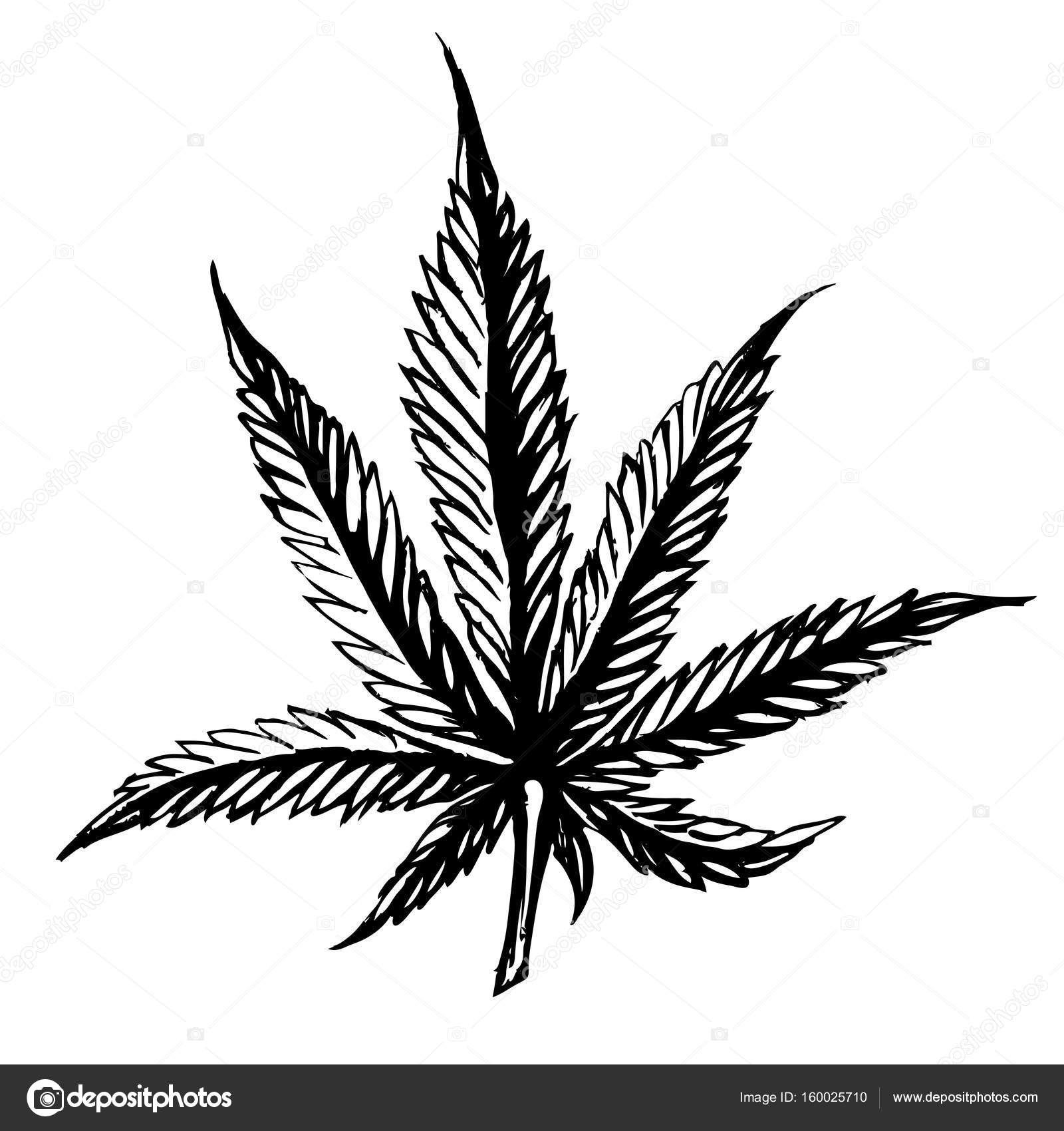 Marijuana leaf drawing fotos de stock, imágenes de Marijuana leaf drawing  sin royalties | Depositphotos