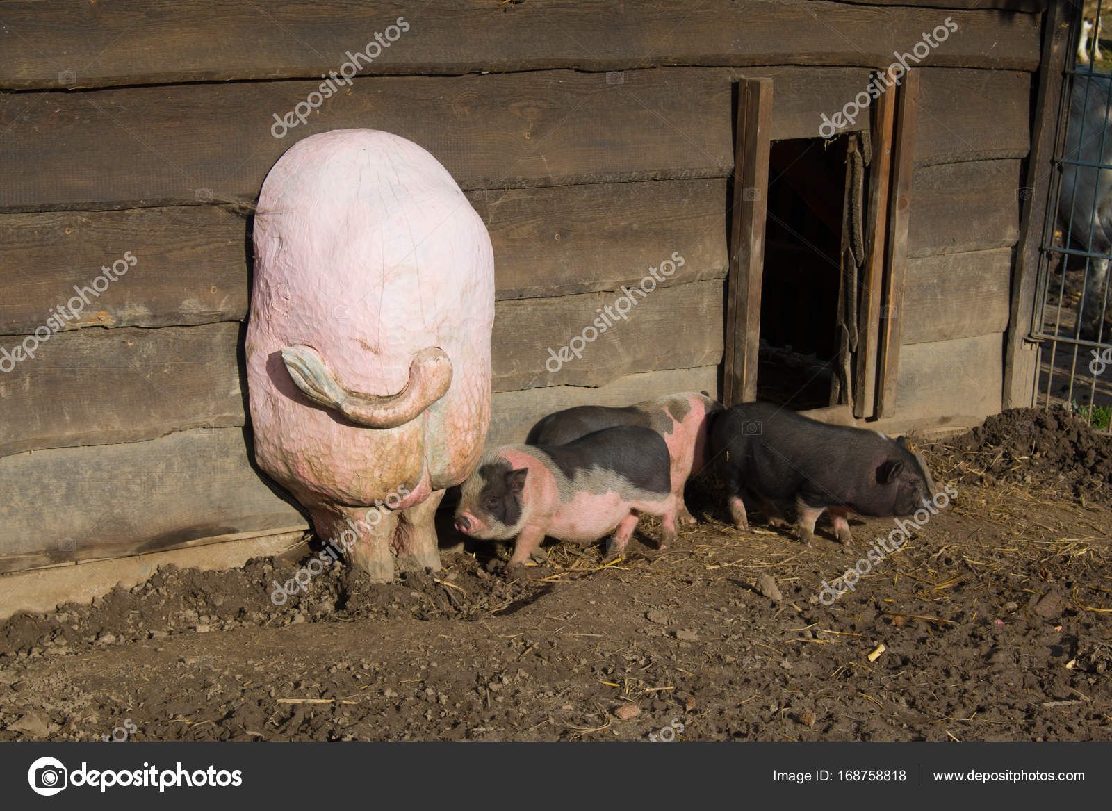 поросята грызут друг друга. мини пиги майялино. свиньи друг на друге. поросята грызут друг друга. свинья ест своих поросят.