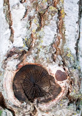 Huş ağacı kabuğu soyma ile yakın çekim