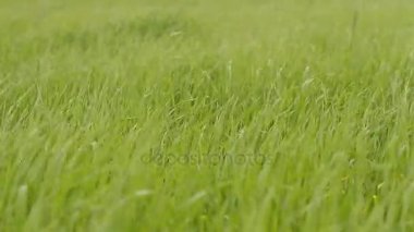 Rüzgar çim sallıyor.