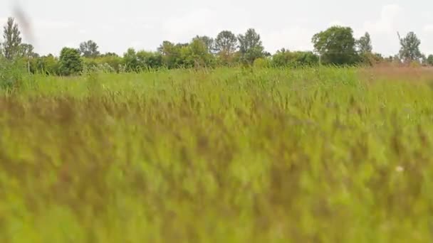 Klásky trávy jsou ohromující ve větru. — Stock video