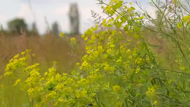 Onkruid met gele bloemen spreiden in de wind. — Stockvideo