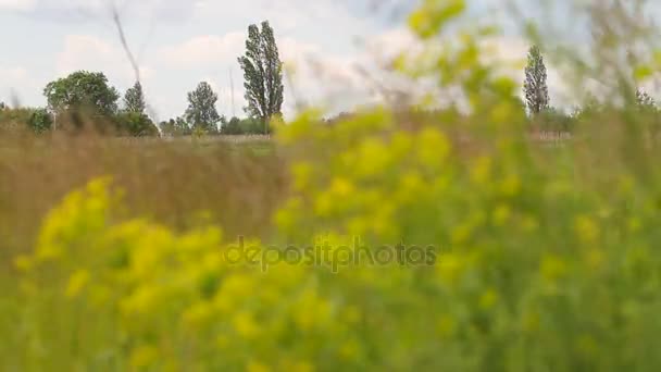 Ogräs med gula blommor vackla i vinden. — Stockvideo
