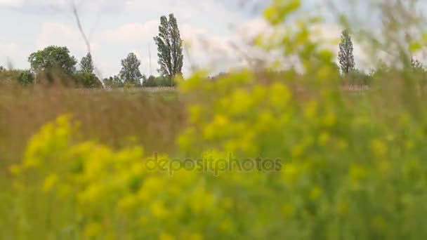 Uspořádat replikací plevel se žlutými květy ve větru. — Stock video