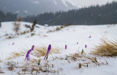 Kar, orman ve dağlar fon karşı altından tomurcukları Iris patlak.