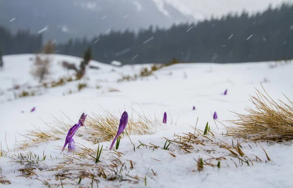 Buds Iris Break Out Snow Backdrop Forest Mountains — Stock Photo, Image