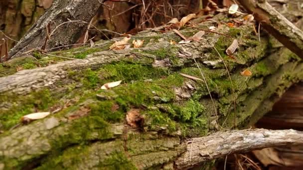 Outono Uma Árvore Quebrada Movimento Câmera Esquerda Para Direita Longo — Vídeo de Stock