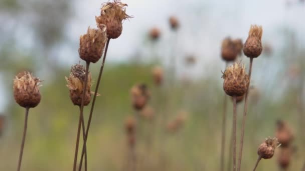 Primer Plano Brotes Malezas Secas Movimiento Cámara Izquierda Derecha Sin — Vídeos de Stock