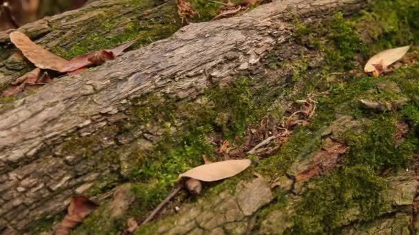 Sonbahar Kırık Bir Ağaç Ağaç Gövdesi Boyunca Soldan Sağa Kamera — Stok video