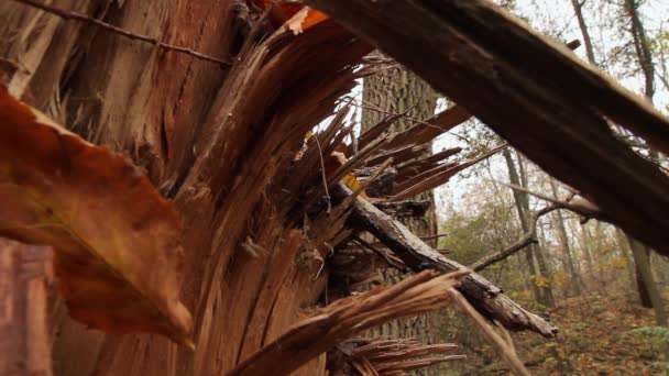 Осінь Багажник Зламаного Дерева Рух Камери Назад Знизу Вниз Між — стокове відео