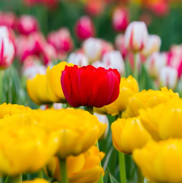 Champ des tulipes colorées — Photo