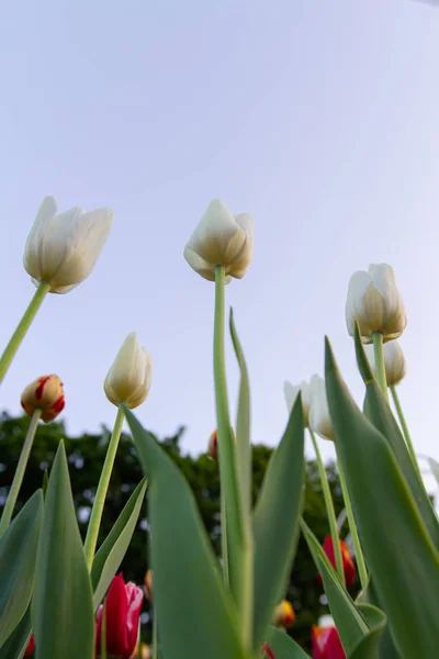 Une pelouse avec des tulipes blanches . — Photo