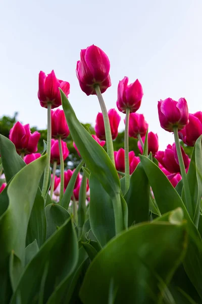 Pelouse de grandes tulipes roses — Photo