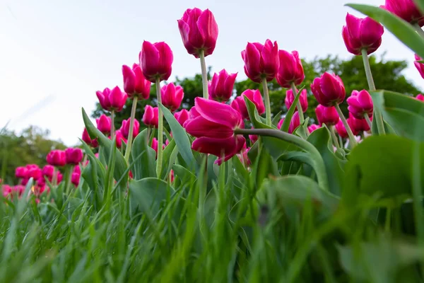 Pelouse de grandes tulipes roses — Photo