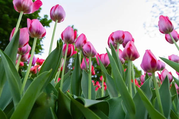 Glade de petites tulipes roses — Photo